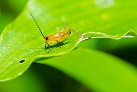 自動(dòng)蟲情測(cè)報(bào)燈特點(diǎn)介紹