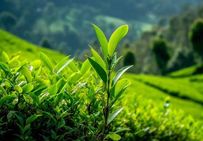 智慧茶園：實現茶產業的現代化升級